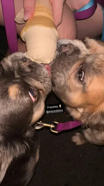 Two French bulldogs sharing a vanilla cone