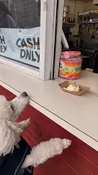 White poodle looking up at a pup cup on the window counter