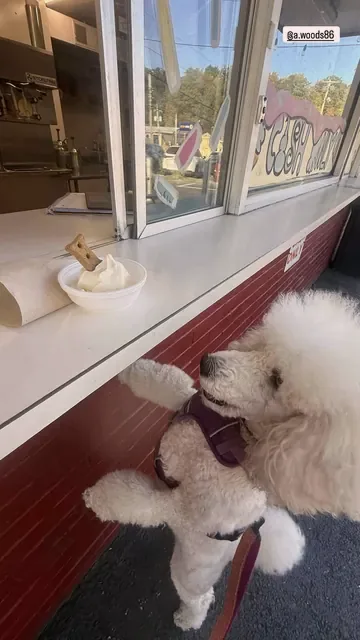 White poodle on its back legs reaching for a pup cup with a dog biscuit at the window