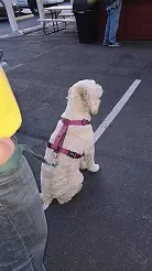 Small white dog in a pink harness waiting in the parking lot